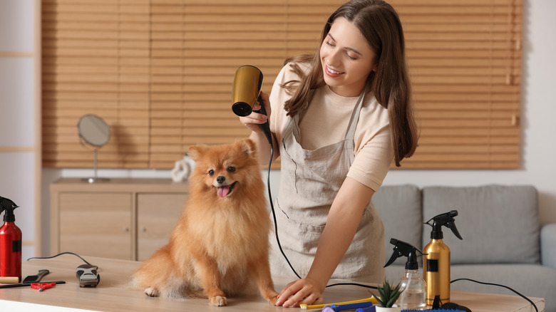 A female groomer blow-drying a cute, happy pomeranian dog