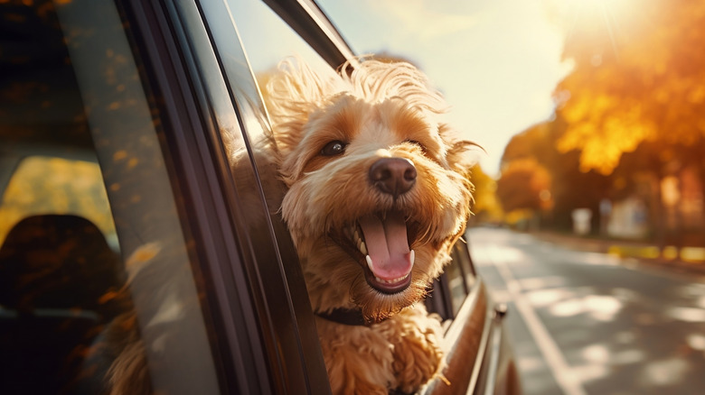 A happy, blond-furred dog with its head out the window of a moving car