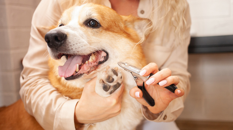 A woman in a cream shirt holds a corgi against her body and prepares to trim its claws