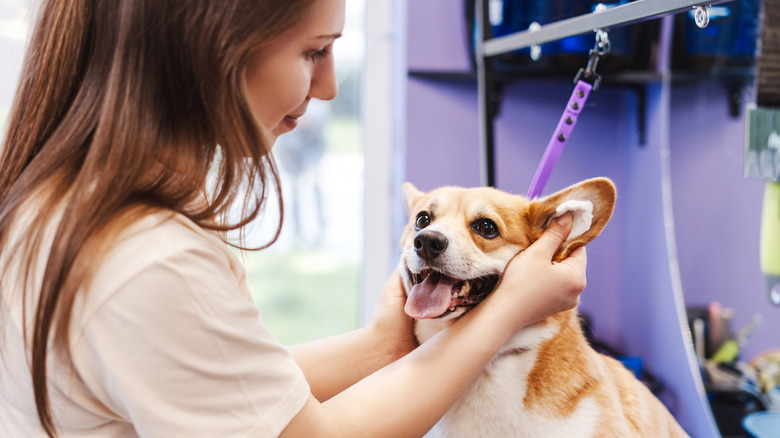 A groomer gently cleans inside a corgi's ears