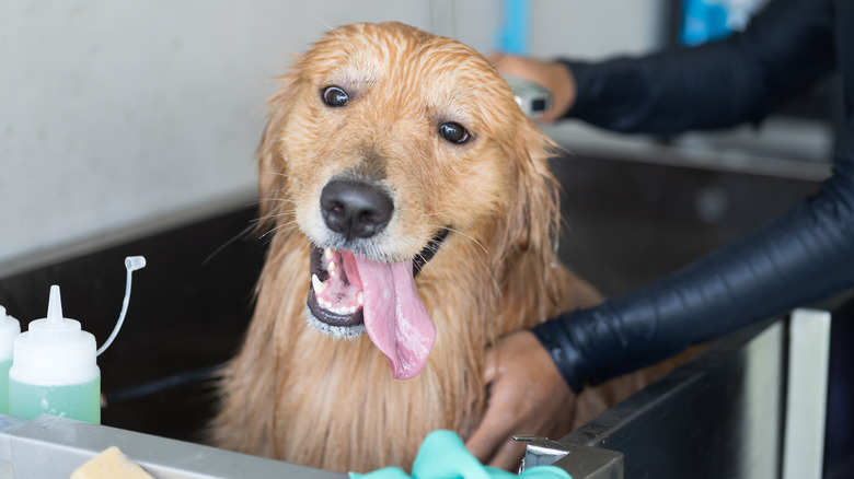 A happy golden retriever in a grooming salon, with its tongue lolling out as someone bathes it