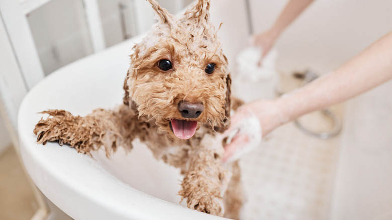 A cute, happy puppy has its front paws up on the edge of a bathtub as its human washes it.