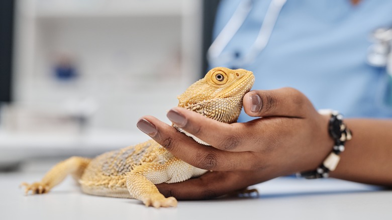 A veterinarian holding a yellow lizard on an exam table