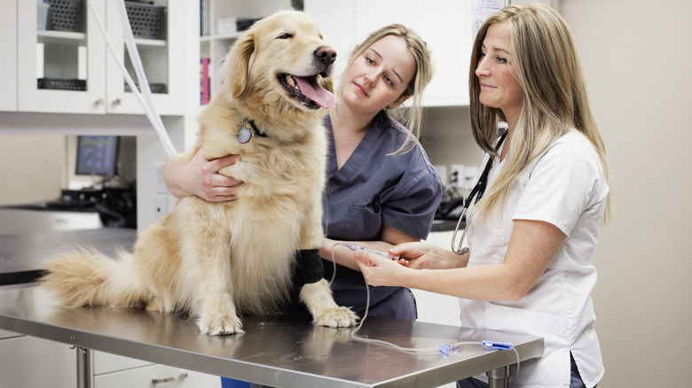 a happy dog, veterinarian and vet tech in a veterinary exam room