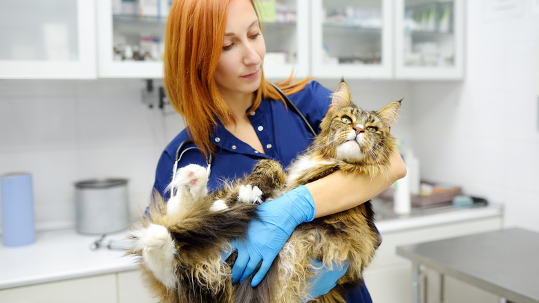 a woman veterinarian holding a Maine coon cat