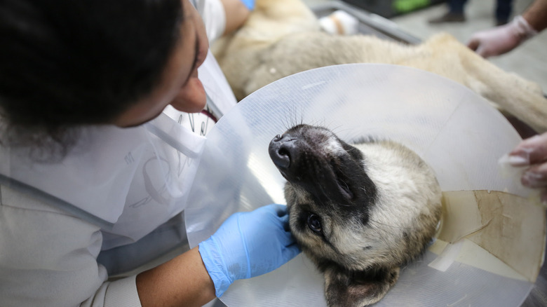 a veterinary worker and an upside-down dog with a plastic cone around its neck