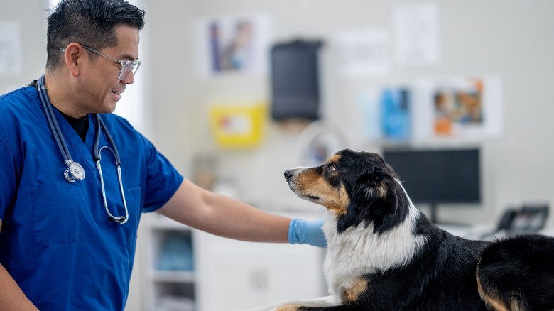 a male veterinarian sharing eye contact with a dog in the down position