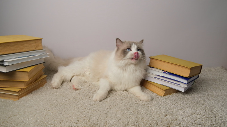 A cat lying on carpet next to books