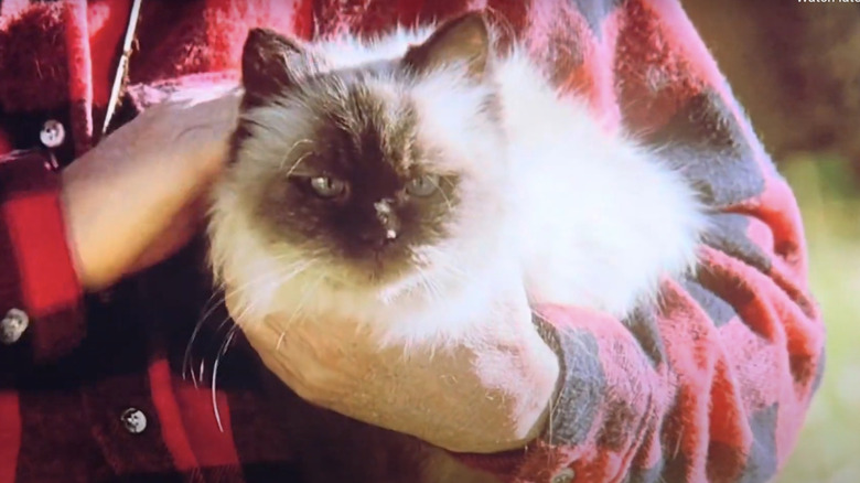 man holding fluffy cat