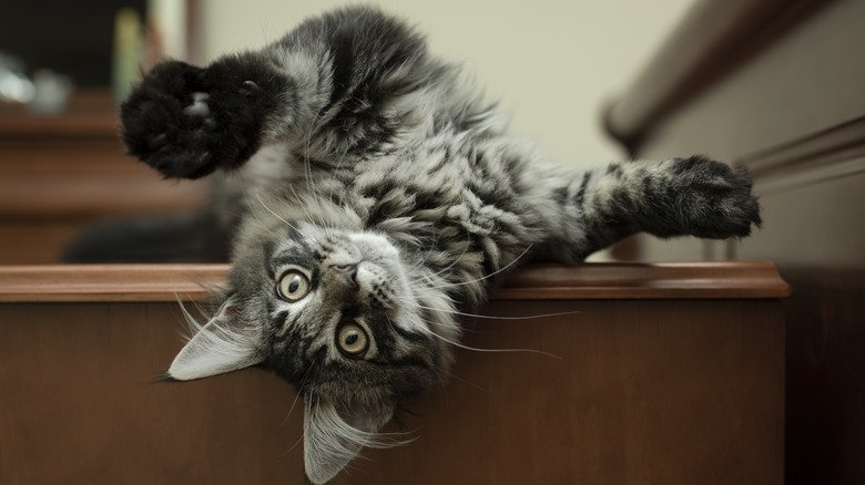 A Maine coon kitten rolling around on furniture