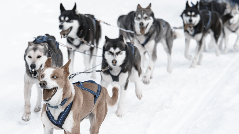 Group of sled dogs running in the snow