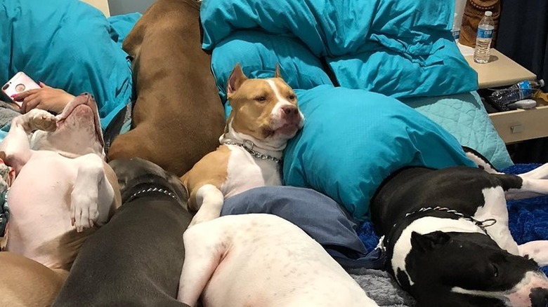 dogs sharing the bed with other dogs but not humans