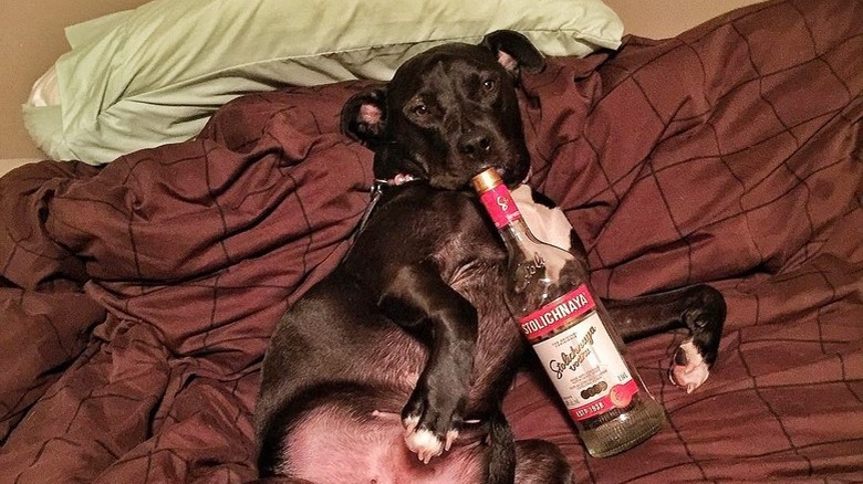 dog hogging bed holding a bottle of vodka