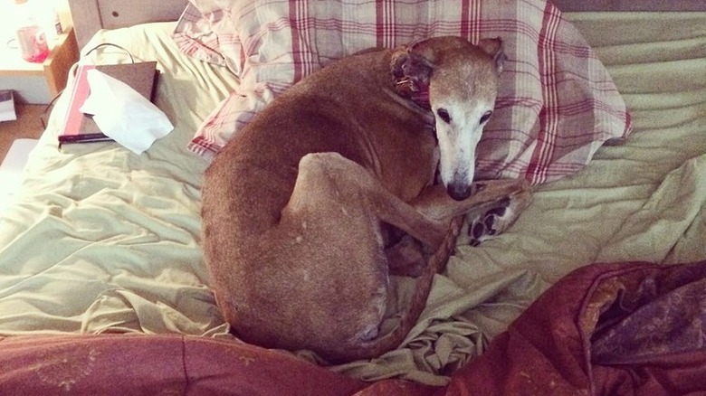 dog steals spot in bed when woman gets up