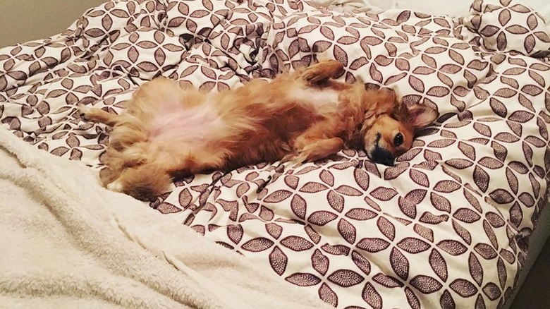 dog splayed across the bed