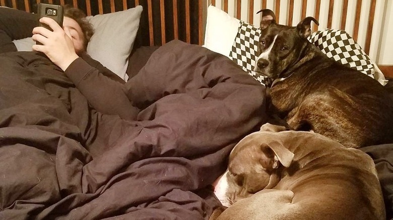 dogs take up free space on bed