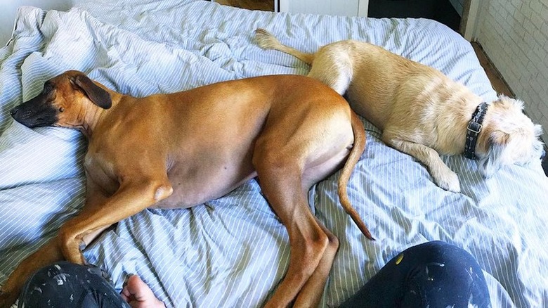 dogs take up all the space on a king size bed