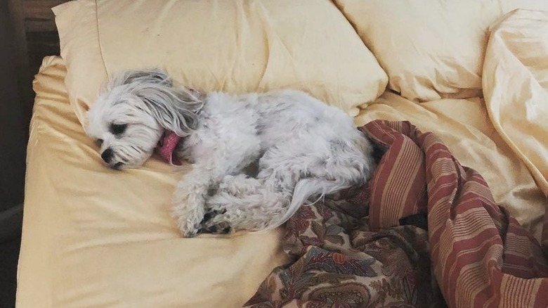 sleeping dog won't let woman make bed