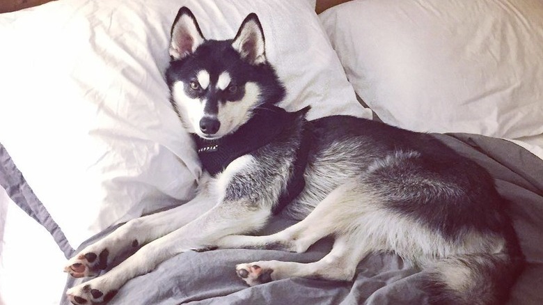 husky won't move from bed