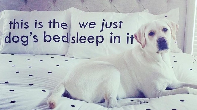 pillows that read "this is the dog's bed we just sleep in it"