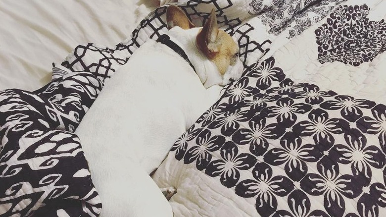 little dog hogs the bed