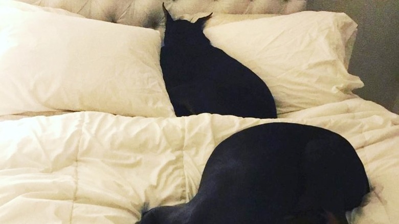 doberman dogs sleeping on bed