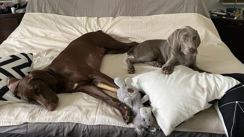 dogs hogging the bed