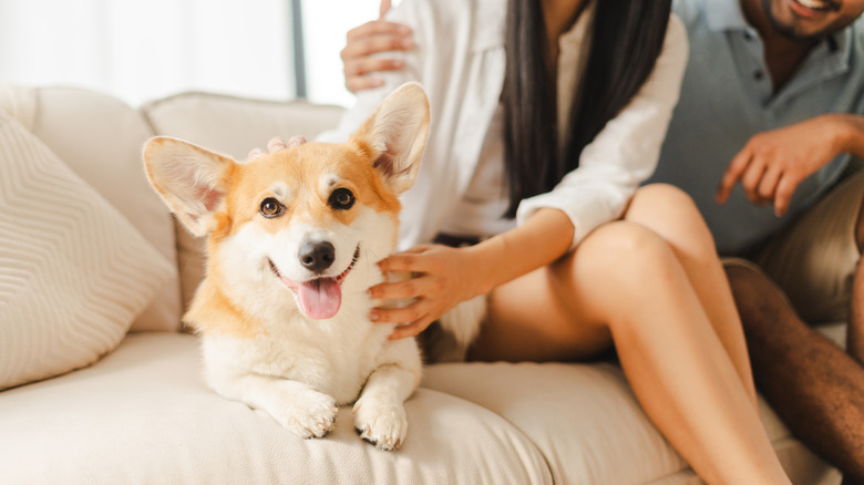 Couple sitting with a Corgi on the couch