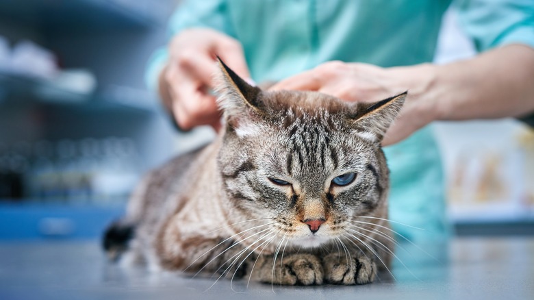 A cat getting treatment at the vet