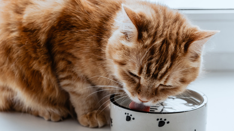 A cat drinks water from a bowl