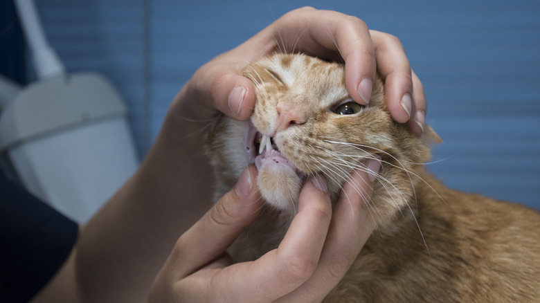 A person checking a cat's gums