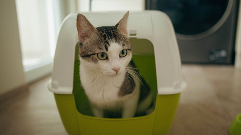 A shorthair cat inside a litter box