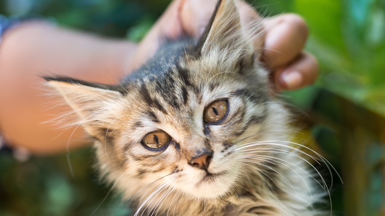 Gently holding a cat's scruff to check hydration