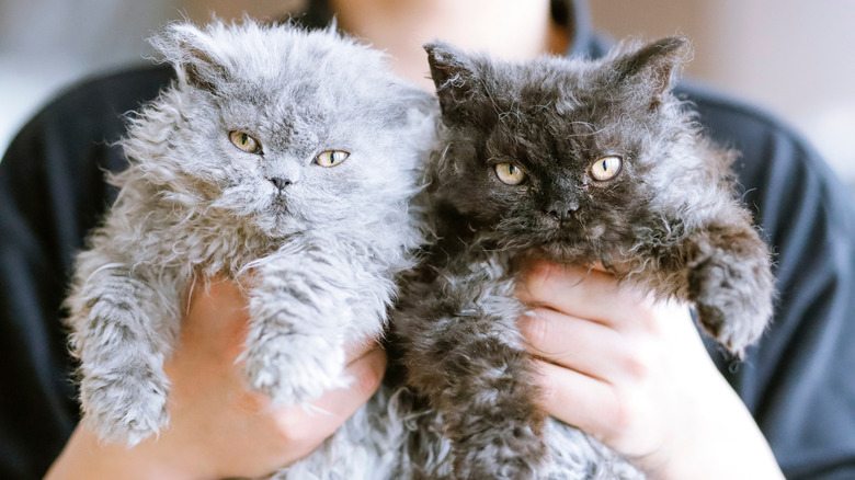 A person holds two Selkirk rex kittens, once gray and one black.