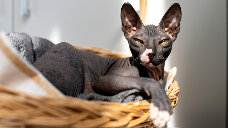 A black sphynx cat lounges in a woven basket.