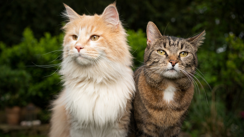 A longhair Maine coon cat and shorthair tabby sit together