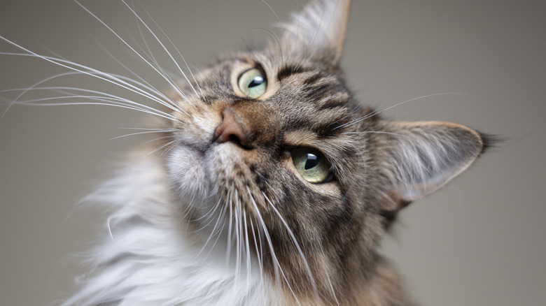 A brown and white long-haired cat looks at the camera with its head up.