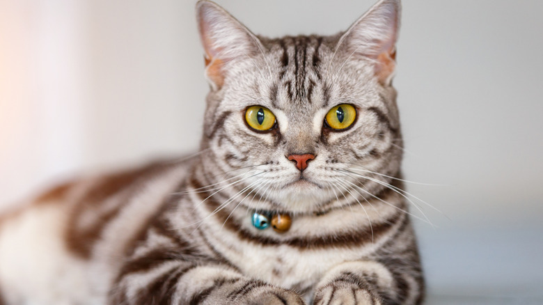 An American shorthair cat lies down and faces the camera.