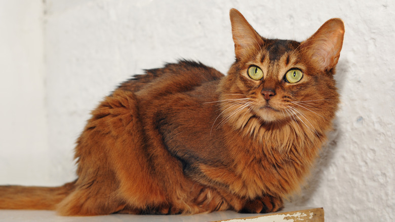 A Somali cat perches on a table.