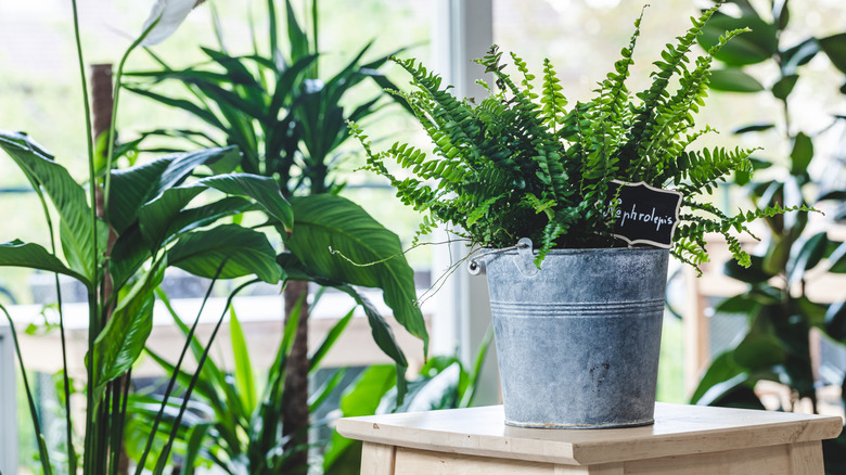 A potted Boston fern sits on a table by a window