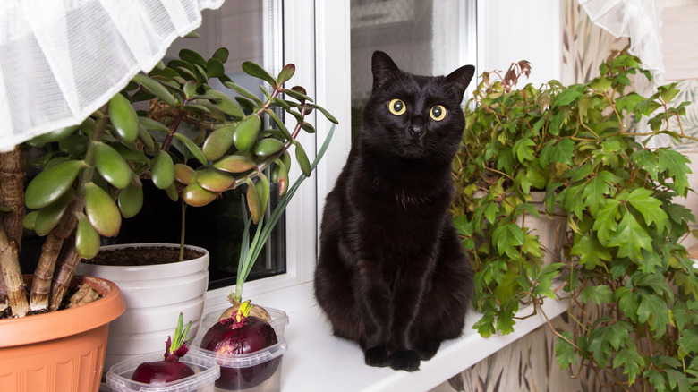 A black cat sits on a windowsill surrounded by houseplants