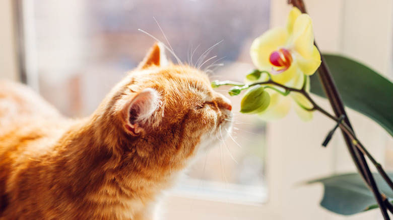 A ginger cat sniffing an orchid