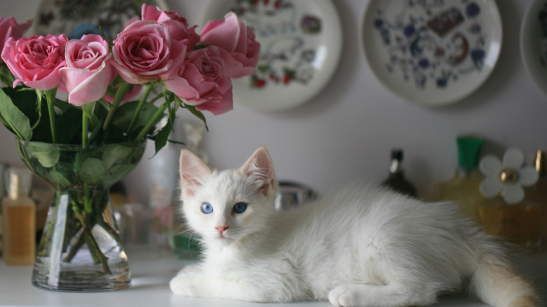 A white kitten lays next to a vase of cut pink roses