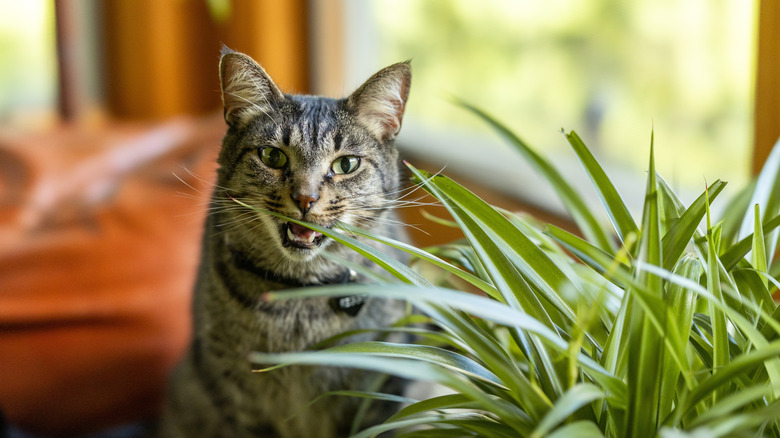 A gray tabby cat biting a spider plant leaf