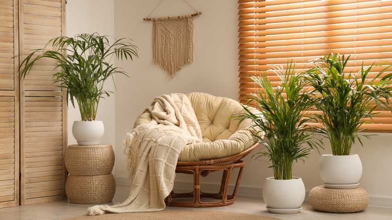 A well-decorated room with a papasan chair surrounded by parlor palms