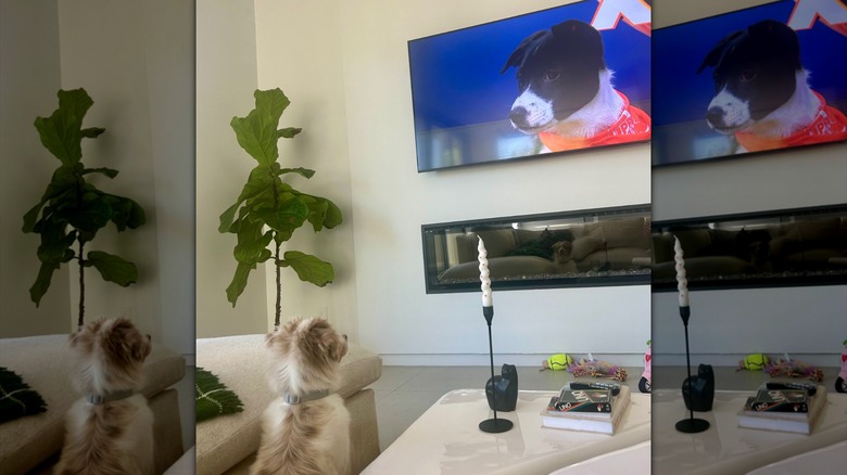 Dog watching another dog on TV