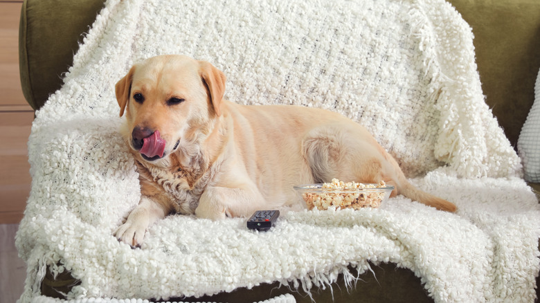 Dog on couch with popcorn