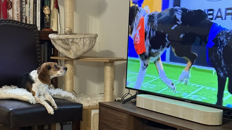 Beagle sitting on chair, watching Puppy Bowl on TV