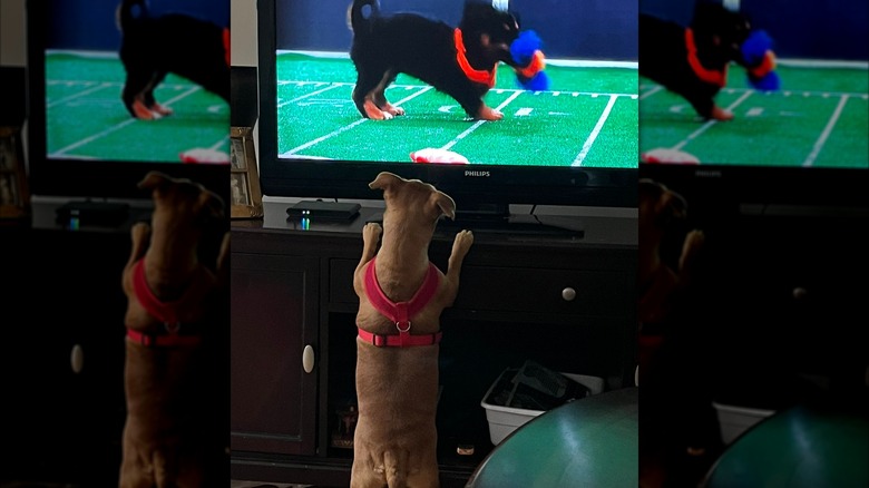 Dog standing up on TV stand, watching a dog on TV