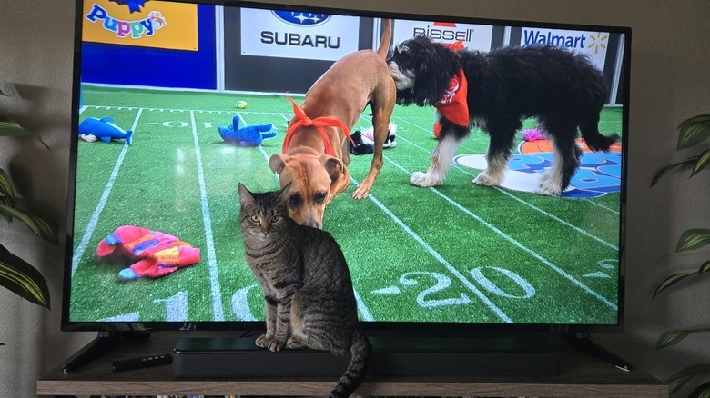 Cat sitting in front of TV, dogs on screen